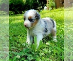 Puppy Blue merle Miniature Australian Shepherd