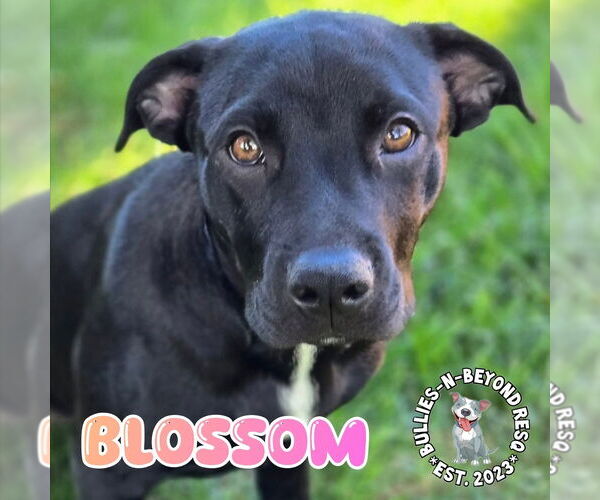 Medium Photo #22 Labrador Retriever-Staffordshire Bull Terrier Mix Puppy For Sale in Omaha, NE, USA