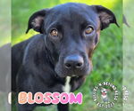 Small #21 Labrador Retriever-Staffordshire Bull Terrier Mix