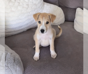 Australian Shepherd-Unknown Mix Dogs for adoption in Brooklyn, NY, USA