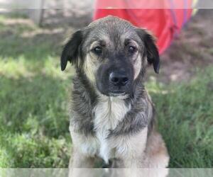Anatolian Shepherd Dogs for adoption in Tulsa, OK, USA