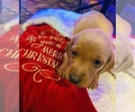 Small Photo #1 Dachshund Puppy For Sale in CARROLLTON, IL, USA