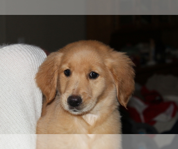 Medium Photo #15 Golden Retriever Puppy For Sale in SPENCER, TN, USA