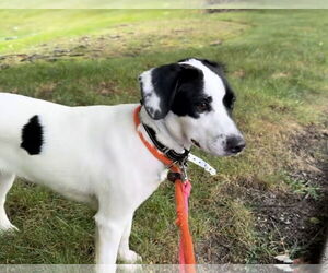 English Springer Spaniel-Unknown Mix Dogs for adoption in Westwood, NJ, USA