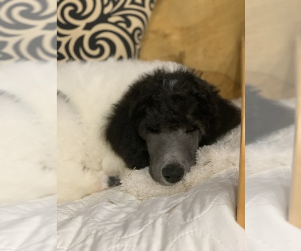 Medium Photo #3 Poodle (Standard) Puppy For Sale in MONTESANO, WA, USA