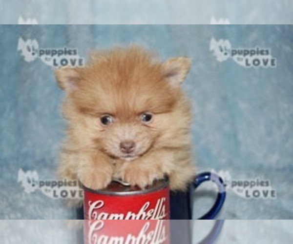 Medium Photo #18 Pomeranian Puppy For Sale in SANGER, TX, USA