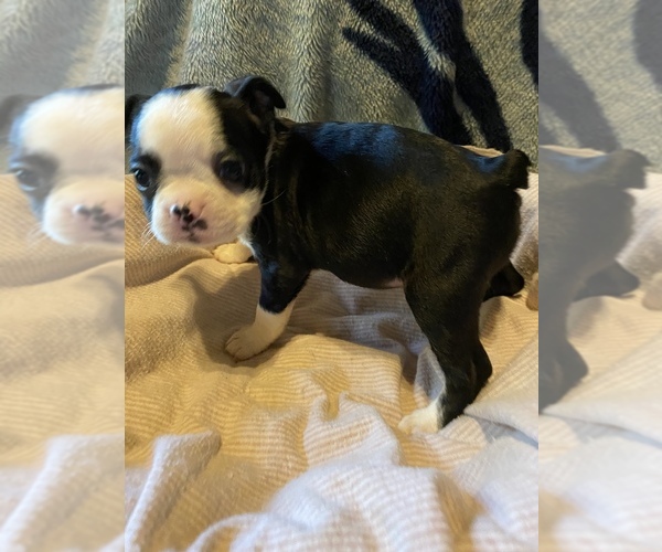 Medium Photo #6 Boston Terrier Puppy For Sale in ROWDY, KY, USA