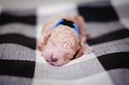 Small Photo #1 Labradoodle Puppy For Sale in FERNDALE, CA, USA