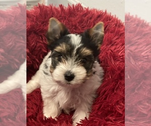 Yorkshire Terrier Puppy for sale in HAYWARD, CA, USA