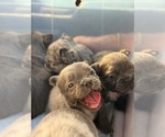 Small Photo #7 French Bulldog Puppy For Sale in NOGALES, AZ, USA