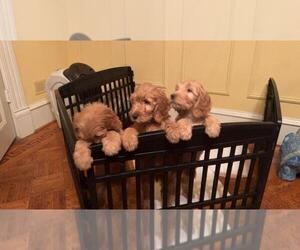 Goldendoodle Puppy for sale in BALTIMORE, MD, USA