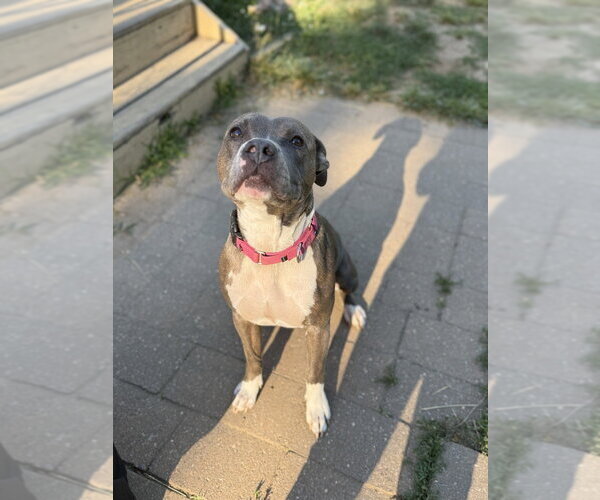 Medium Photo #5 Mutt Puppy For Sale in Wenonah, NJ, USA