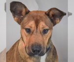 Small German Shepherd Dog Mix