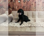 Small #3 Golden Labrador