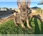 Small French Bulldog