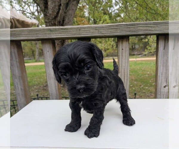 Medium Photo #16 Cock-A-Poo Puppy For Sale in SALEM, MO, USA