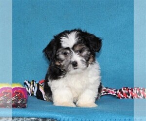 Mal-Shi Puppy for sale in QUARRYVILLE, PA, USA