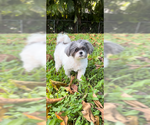 Small #5 Shih Tzu