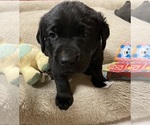 Small Photo #2 Labrador Retriever Puppy For Sale in BOALSBURG, PA, USA