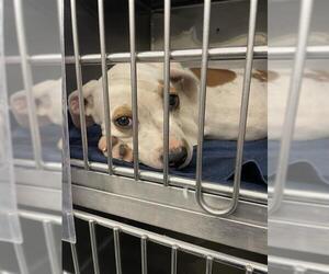 American Staffordshire Terrier-Unknown Mix Dogs for adoption in Waco, TX, USA