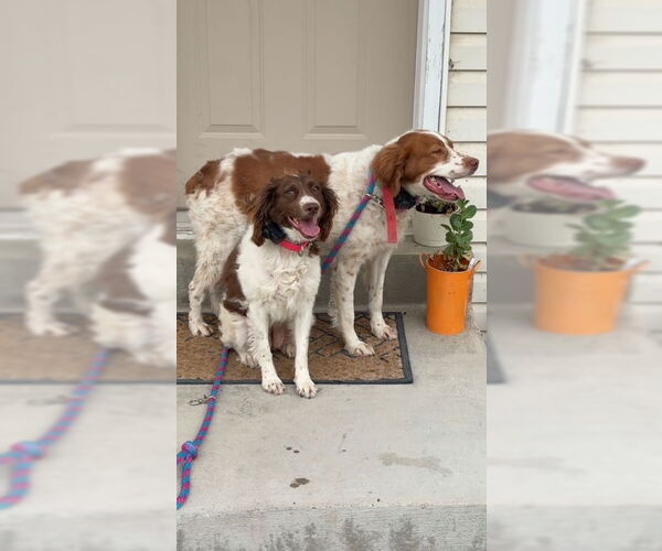 Medium Photo #6 Brittany Puppy For Sale in Curwensville, PA, USA
