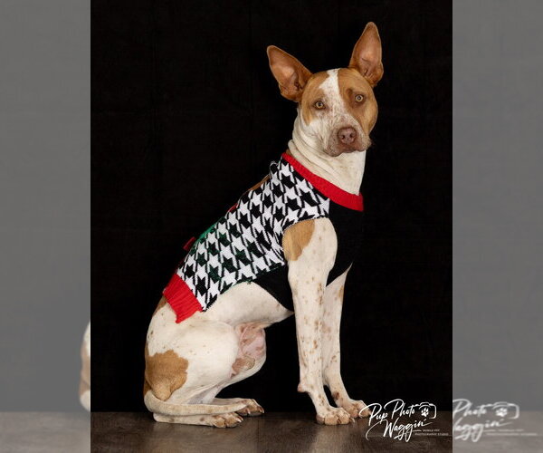 Medium Photo #2 Mutt Puppy For Sale in Claremore, OK, USA