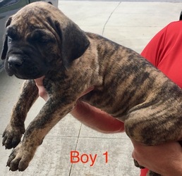Presa Canario Puppy for sale in BEULAVILLE, NC, USA