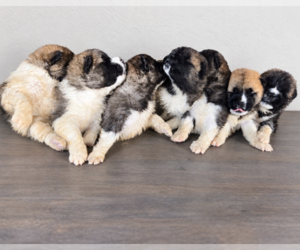 Akita Puppy for sale in HAYDEN, ID, USA