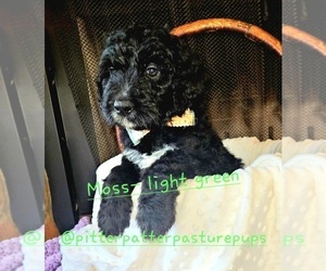 Bernedoodle Puppy for sale in TEMPLE, GA, USA