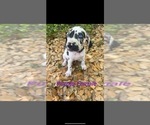 Small #33 Great Dane