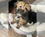 Small Photo #2 Shorkie Tzu Puppy For Sale in COLORADO SPRINGS, CO, USA