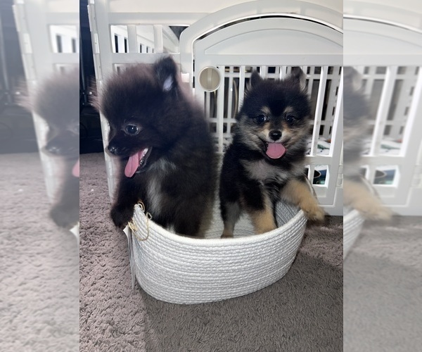 Medium Photo #15 Pomeranian Puppy For Sale in LAUREL, MD, USA