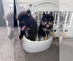 Small #14 Pomeranian