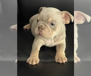 English Bulldog Puppy for Sale in RICHMOND, Virginia USA