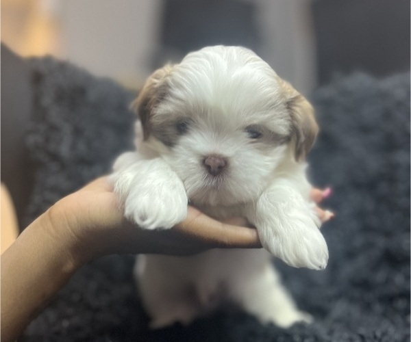 Medium Photo #3 Shih Tzu Puppy For Sale in MEMPHIS, TN, USA