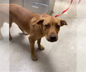 Mutt Dogs for adoption in Riverside, CA, USA