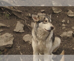 Father of the Wolf Hybrid puppies born on 12/21/2018