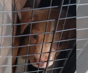 Labrador Retriever Dogs for adoption in Conroe, TX, USA