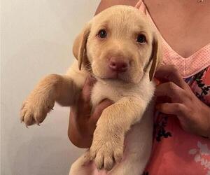 Labrador Retriever Puppy for sale in RIVERVIEW, FL, USA