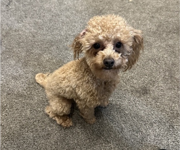 Medium Photo #1 Poodle (Toy) Puppy For Sale in EXCELSIOR SPRINGS, MO, USA