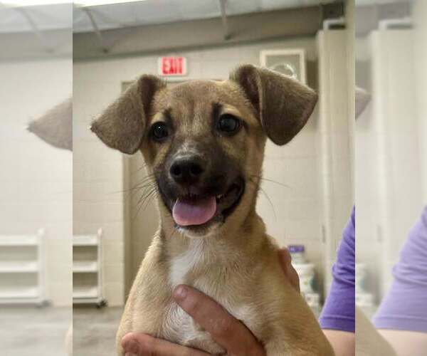Medium Photo #3 Mutt Puppy For Sale in Abbeville, LA, USA