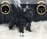 Small Photo #107 YorkiePoo Puppy For Sale in WARSAW, IN, USA