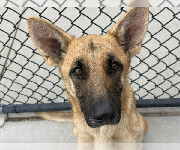 Medium Photo #1 German Shepherd Dog-Unknown Mix Puppy For Sale in Tulsa, OK, USA