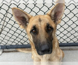 German Shepherd Dog-Unknown Mix Dogs for adoption in Tulsa, OK, USA