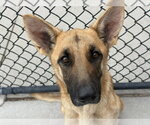 Small German Shepherd Dog Mix