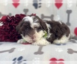 Small Photo #2 Lhasa-Poo Puppy For Sale in LAKELAND, FL, USA