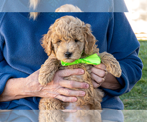 Goldendoodle (Miniature) Puppy for sale in ROY, UT, USA