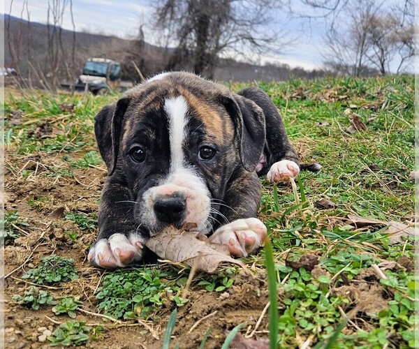 Medium Photo #1 Alapaha Blue Blood Bulldog Puppy For Sale in SHELOCTA, PA, USA