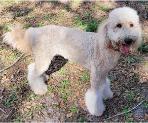 Mother of the Double Doodle puppies born on 11/27/2025