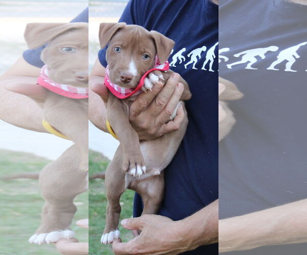 Medium Photo #3 Mutt Puppy For Sale in Bandera, TX, USA